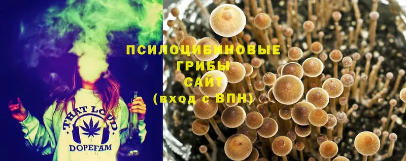 Галлюциногенные грибы Psilocybe  KRAKEN как войти  Прокопьевск  где купить наркоту 